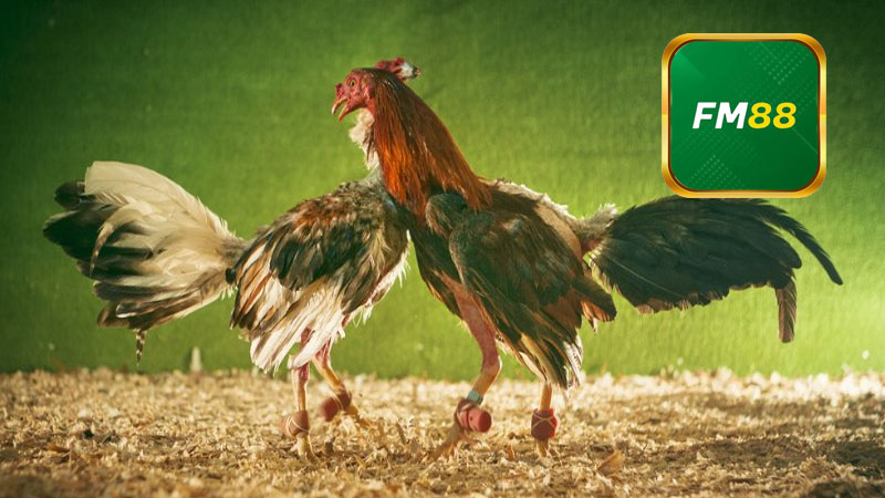 Giới thiệu sơ lược về đá gà FM88