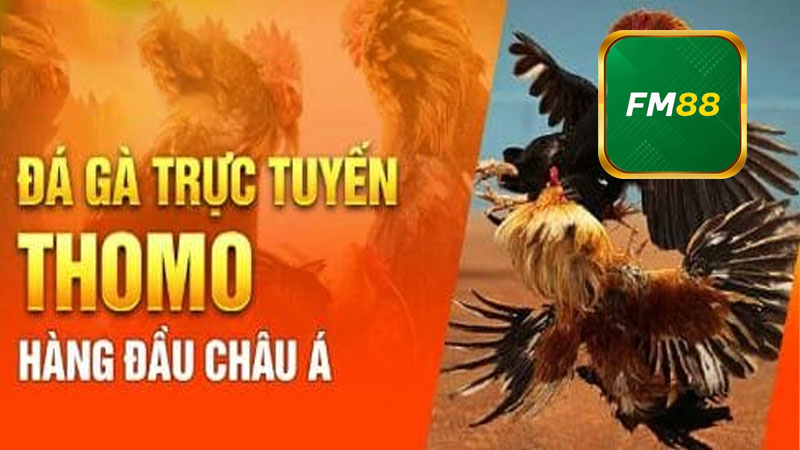 Các giống gà chọi phổ biến trong đá gà FM88